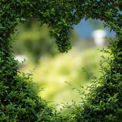 Heart-Bush